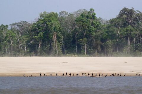Tropisch bos en een zandbank langs de Mamoré-rivier met een rij aalscholvers op een boomstam